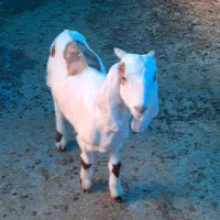 بزغاله افغانی|حیوانات مزرعه|کوهی‌خیل, |دیوار