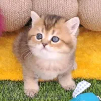 گربه پریتیش گلد