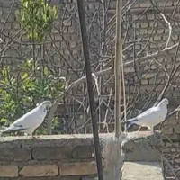 کبوتر گمشده