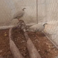 پرنده پرورشی