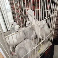 کفتر هودی پاکستانی|پرنده|مشهد, آبکوه|دیوار