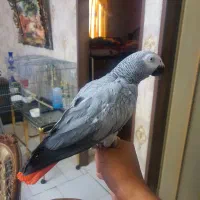 کاسکو دم قرمز تمام سخنگو