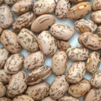 لوبیا چیتی ارتشی|خوردنی و آشامیدنی|اهواز, بهارستان|دیوار