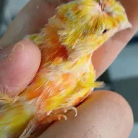 قناری نر کاکلی آواز خوان