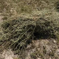 یونجه