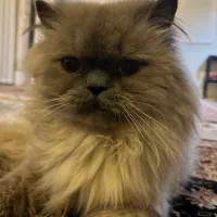 فروش گربه نر هیمالین