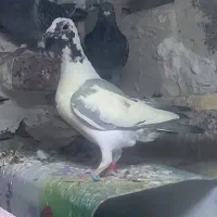 کبوتر کفتر مسافتی