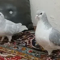یک جفت کبوتر عطیقه