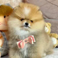 پامرانین خرسی اورجینال