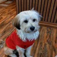 سگ پیدا شده