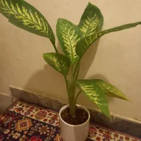 4شاخه گل زیپلین باکلی پاجوش|گل و گیاه طبیعی|بروجرد, |دیوار