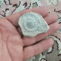 فسیل|کلکسیون اشیاء عتیقه|مشهد, بهمن|دیوار