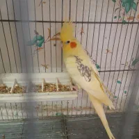 عروس هلندی