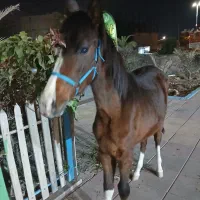 اسب اصل عرب