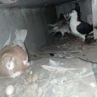 کبوتر رنگی