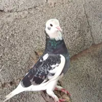 شازده نر