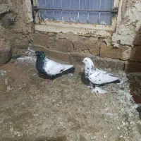 کبوتر|پرنده|تبریز, |دیوار