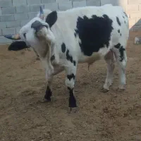 گوساله|حیوانات مزرعه|شهریار, اصیل آباد|دیوار