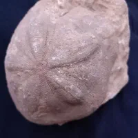 فسیل ستاره دریایی|کلکسیون اشیاء عتیقه|قم, پردیسان|دیوار