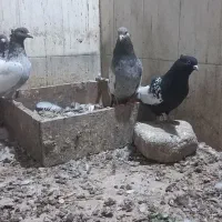 کبوتر سینه سار و سار دمسفید|پرنده|شیروان (خراسان), |دیوار