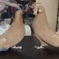 زرد مخملی|پرنده|اندیشه, اندیشه فاز ۲|دیوار