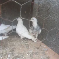 فروشی|پرنده|مهربان, |دیوار