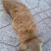 واگذاریه یک عدد سگ