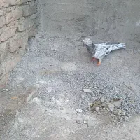 سارهفت رنگ نر