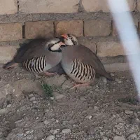 مرغ کوهی و محلی|حیوانات مزرعه|ایرانشهر, |دیوار