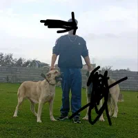 ماده سگ سرابی