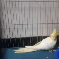 عروس هلندی گمشده