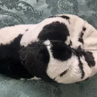 انواع کلاه رنگابارنگ|لباس|بابل, |دیوار