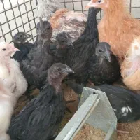 فروش دائمی جوجه ومولدهای تضمینی وخالص انواع نژادها|حیوانات مزرعه|تهران, خاوران|دیوار