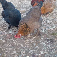 مرغ بیرانشهر