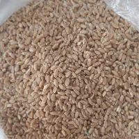 گندم قوتی جهت پخت نان و سمنو و ....