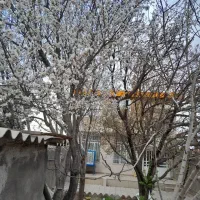 خانه ویلایی|فروش خانه و ویلا|مشهد, میان ولایت|دیوار