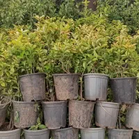 شمشاد سبز طلایی رز ساناز رونده میم انگور چسبک|خدمات باغبانی و درختکاری|مشهد, باغستان|دیوار