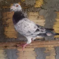 کبوترپرشی