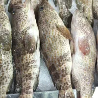 خدمات بسته بندی و فروش ماهی و میگو صید خلیج فارس|ماهی|بندرعباس, |دیوار