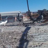 3عددیهودی|پرنده|جلگه ماژان, |دیوار