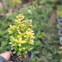 شمشا د طلایی