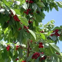 هرس درخت|خدمات باغبانی و درختکاری|خرمآباد, |دیوار