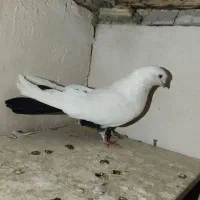 کبوتر دمبی|پرنده|سنندج, |دیوار