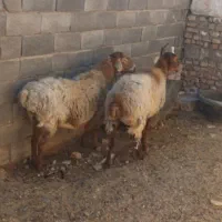 تعداد۴عددمیش بفروش میرسد