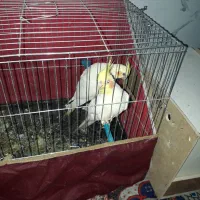 عروس هلندی با جوجه