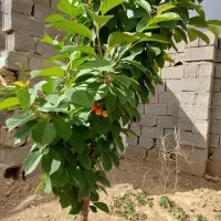باغچه-چهار-باغ-مهدی-آباد-214متر-همسایه-دار