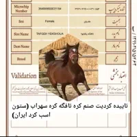 مادیان کرد مدارک دار نوه سهراب کرامانشاه|اسب و تجهیزات اسب‌سواری|تهران, آذری|دیوار