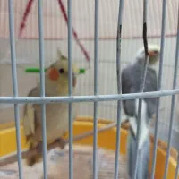 پرنده|پرنده|گرگان, |دیوار