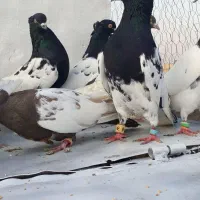 کله.   سینه.   به شرط تخم و جوجه