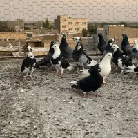 کبوتر یا کفتر|پرنده|ری, عباس‌آباد|دیوار